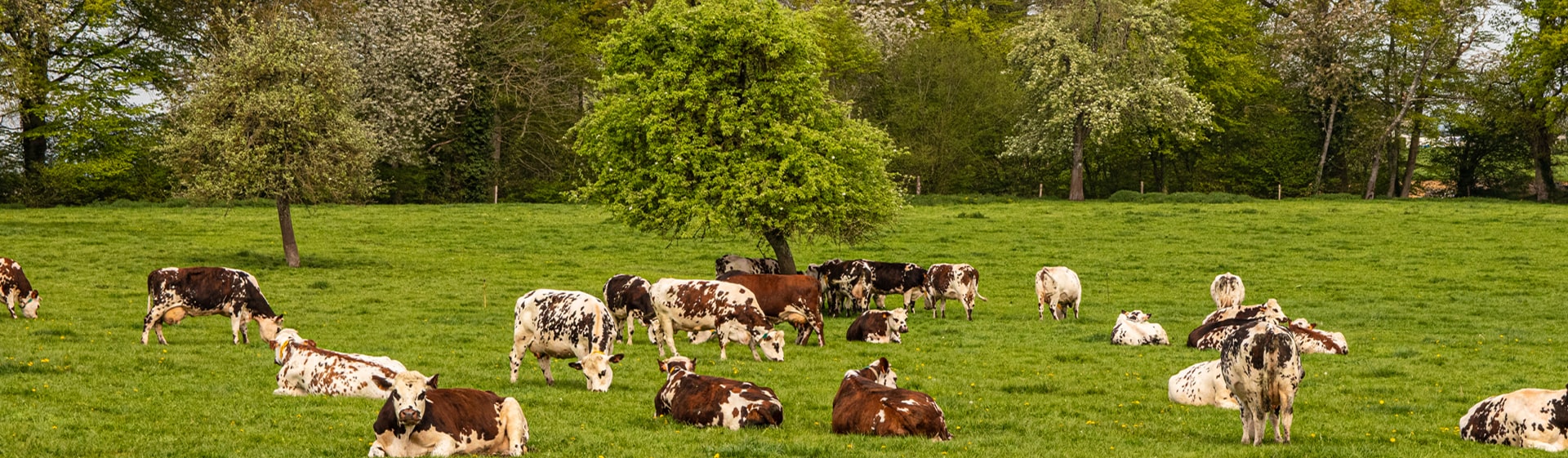 Louka s kravami a hruškovým sadem