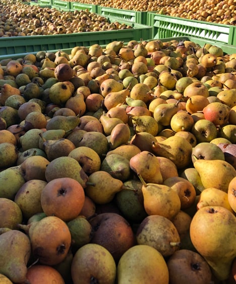 Detail hrušek použitých pro výrobu poiré